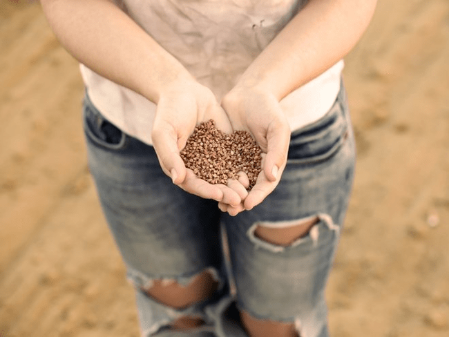 Buckwheat-en onurak